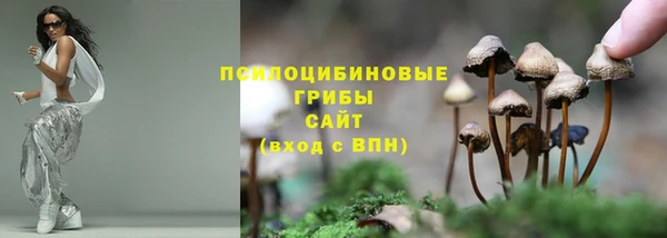 прущие грибы Россошь